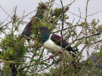 Albums/20060200-New Zealand 2006/20060207-South to Fox/11